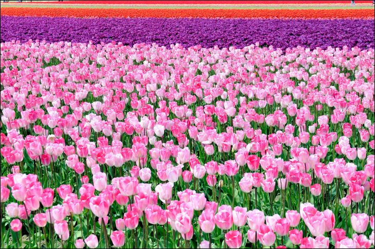 1b.Tulipány v Holansku. 2xk 25.4..jpg