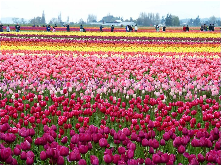 3a Tulipány v Holansku. 3xk 25.4..jpg