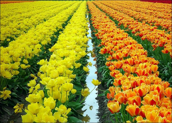1 Tulipány v Holansku. 2xk 25.4..jpg