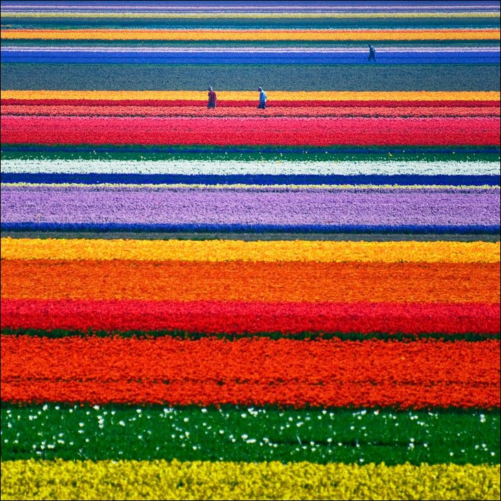 1. Holansko - krajina Tulipánov, 3xk.jpg
