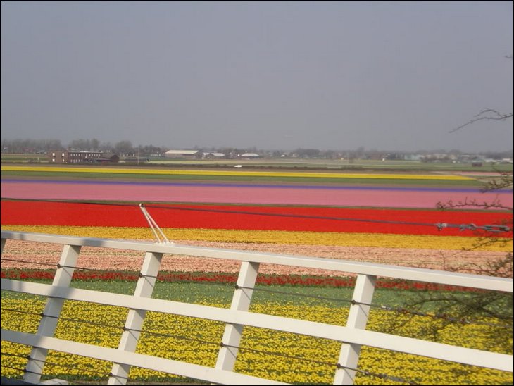 Tulipány v Holansku. 2xk. 25.4..jpg