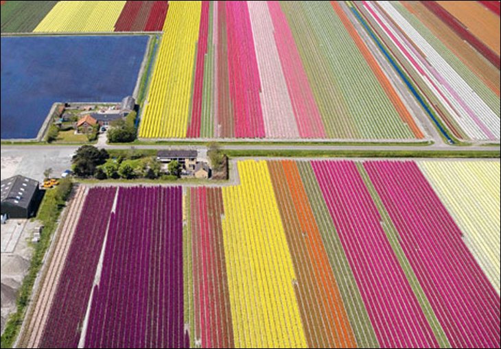Tulipány v holansku, 2xk, 25.4..jpg
