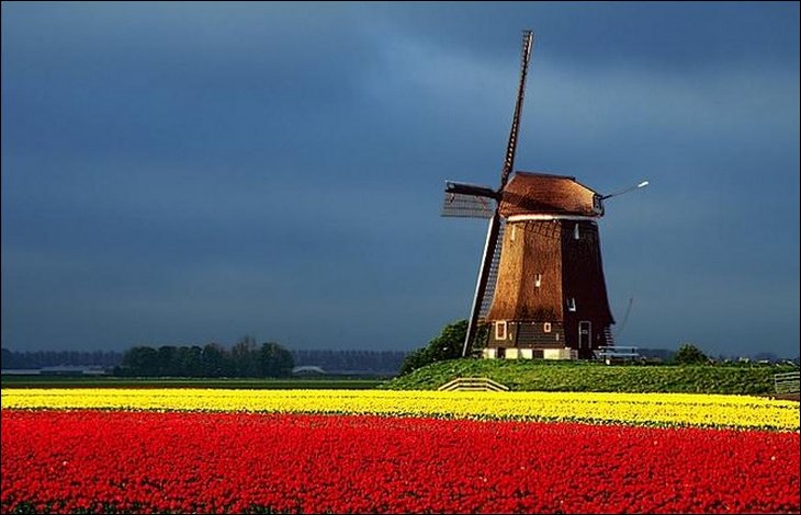 A. Tulipány v Holansku. 2xk. 25.4..jpg
